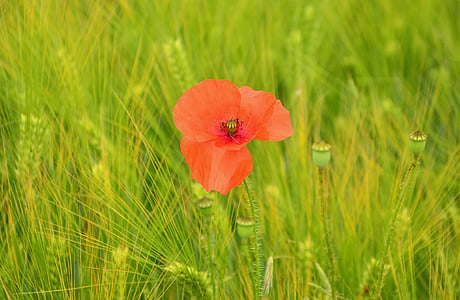 closeup photography of red poppy flower thumbnail
