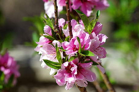 pink-petaled flower thumbnail