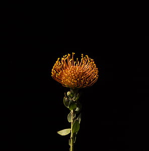orange flower plant thumbnail