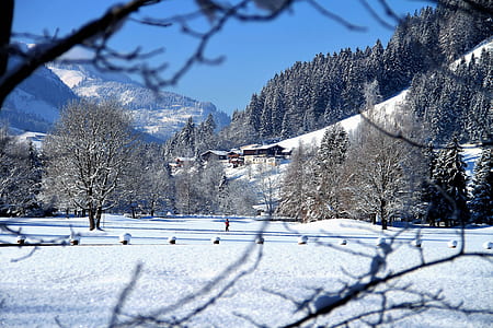 snow cover trees near mountain thumbnail
