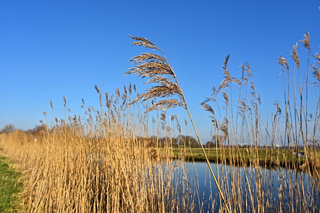 brown fountain grass beside body of water thumbnail