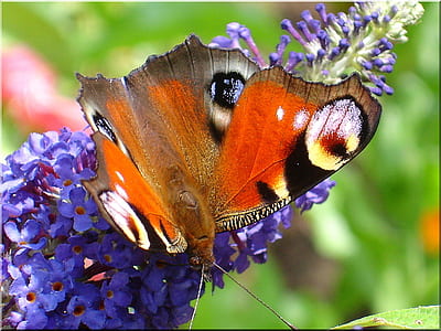 orange and black butterfly on flower thumbnail
