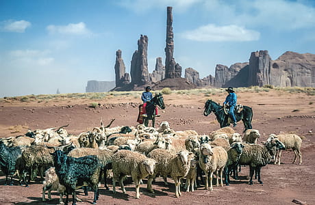 Native American Sheepherders on horse to drive sheep cattle thumbnail