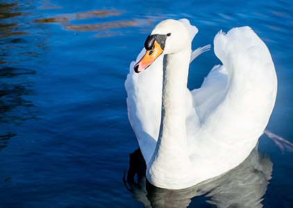 white swan on water closeup photography at daytime thumbnail