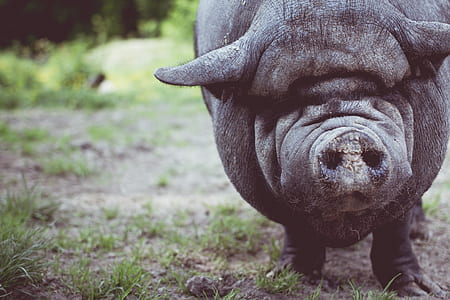 black pig thumbnail