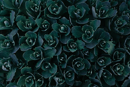 photo of green flowers thumbnail