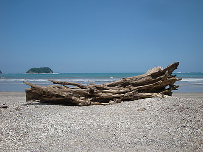 brown drift wood on beach thumbnail