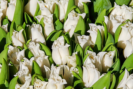 close-up photo of white roses in bloom thumbnail