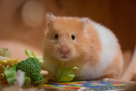 brown and white hamster near broccoli thumbnail