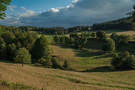 green trees on green grass field thumbnail