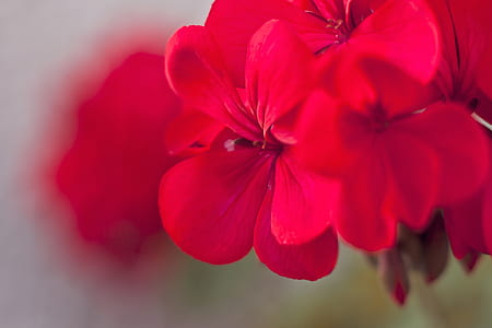 selective focus photography red flowers thumbnail