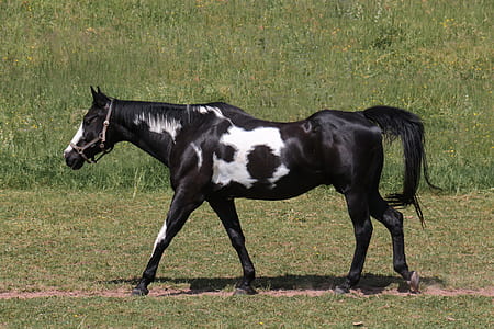 white and black horse on field thumbnail
