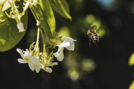 Bee thumbnail