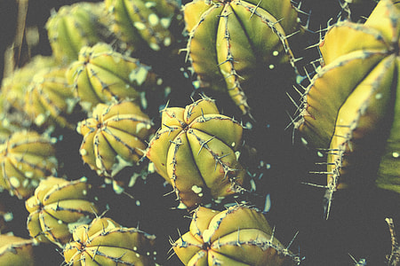 green cactus thumbnail