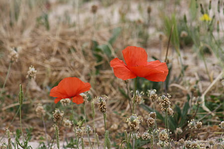 shallow focus photography of two orange flowers thumbnail