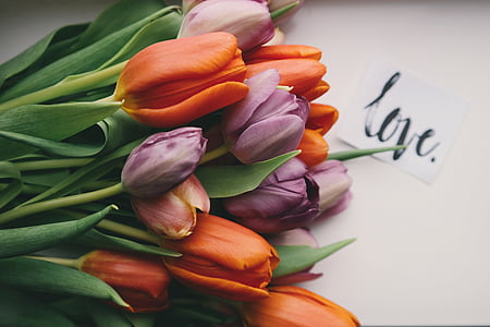 orange and purple tulip flowers thumbnail