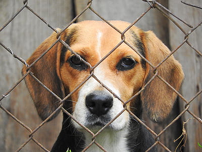 beagle near wire link fence thumbnail