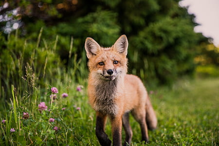 selective focus photography of fox walking on green grass thumbnail