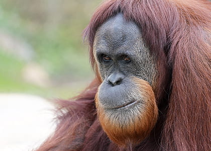 selective focus of brown orangutan thumbnail