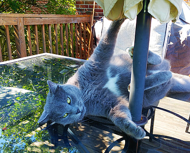 gray cat lying on table thumbnail