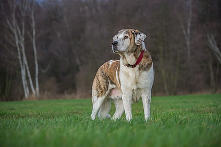 adult white and brindle Central Asian shepherd dog outdoor thumbnail