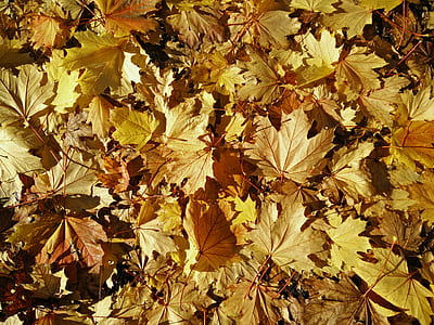 dried leaves thumbnail