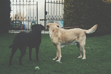 two labrador standing near gate while playing on garden thumbnail
