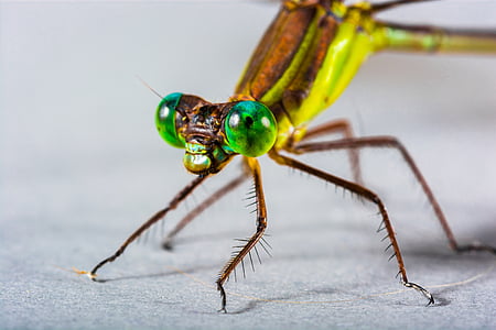 close-up photography of yellow and green dragonfly thumbnail
