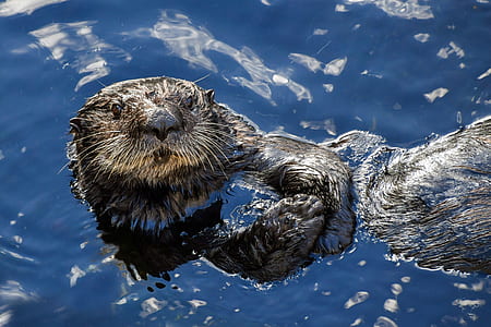 sea lion on the water thumbnail
