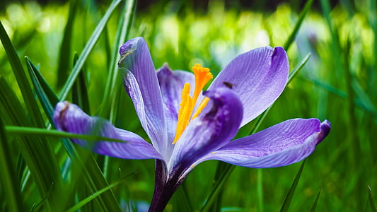 shallow focus photography purple petal flowers thumbnail