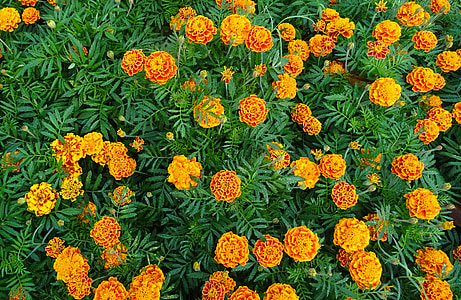 orange marigold flowers in bloom thumbnail