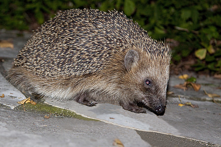 selective focus photography of hedge hog thumbnail