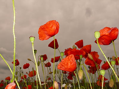 closed up photo of red petaled flowers thumbnail