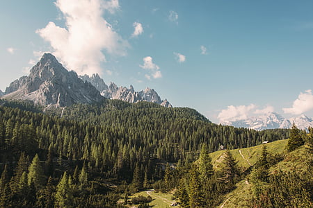 green pine trees near glacier mountain thumbnail