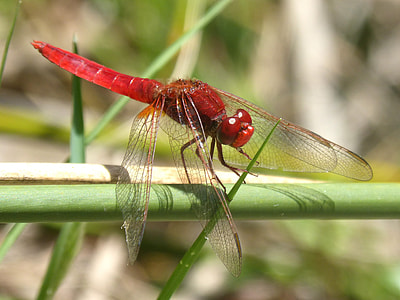 Red Dragonfly, Stem thumbnail