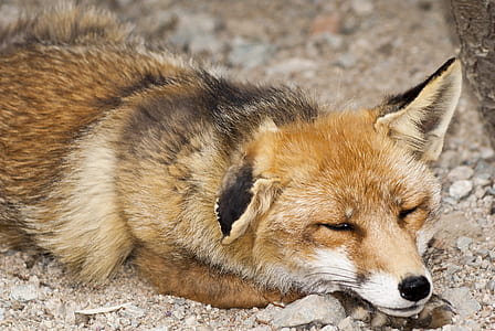 brown and white fox on the ground thumbnail