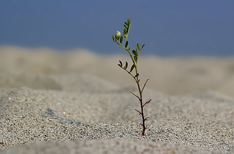 green leafed plant on sand thumbnail
