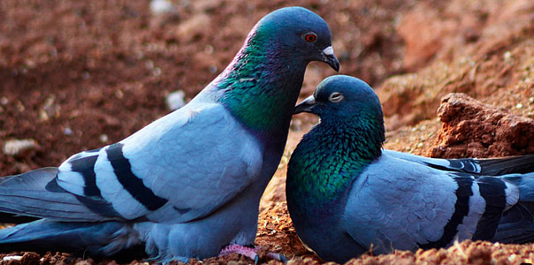 two blue doves thumbnail