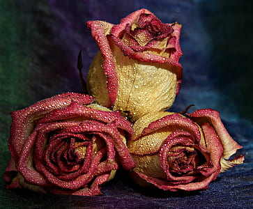three yellow and red roses with water dew on focus photo thumbnail