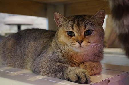 brown tabby cat sitting on floor thumbnail