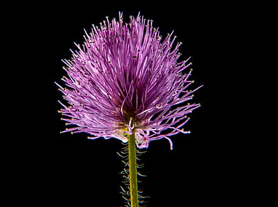 Purple Flower thumbnail