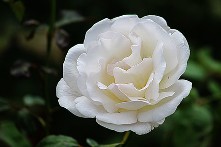 white flower and green leaves thumbnail