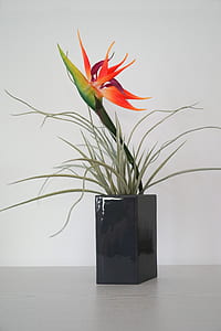 red orchid plant in black vase on table thumbnail