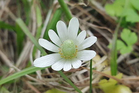 White-Sepaled Windflower, Windflower thumbnail