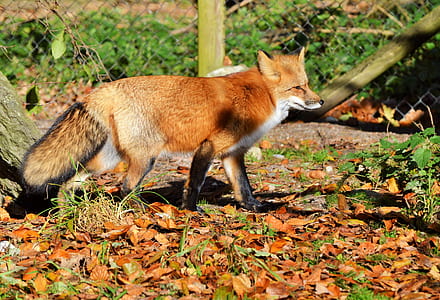 red fox standing on ground thumbnail