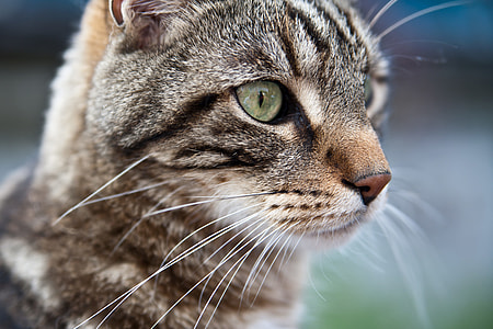 close-up photograph of brown tabby cat thumbnail