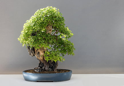 gray potted green bonsai plant thumbnail