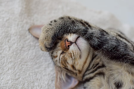 sleeping brown tabby cat on brown carpet thumbnail
