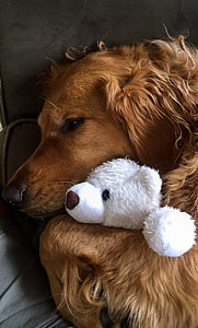 golden retriever beside white bear plush toy while lying on gray textile thumbnail