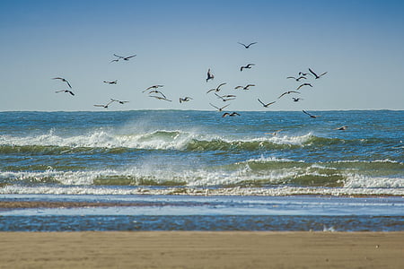 flock of birds flying over sea during daytime thumbnail